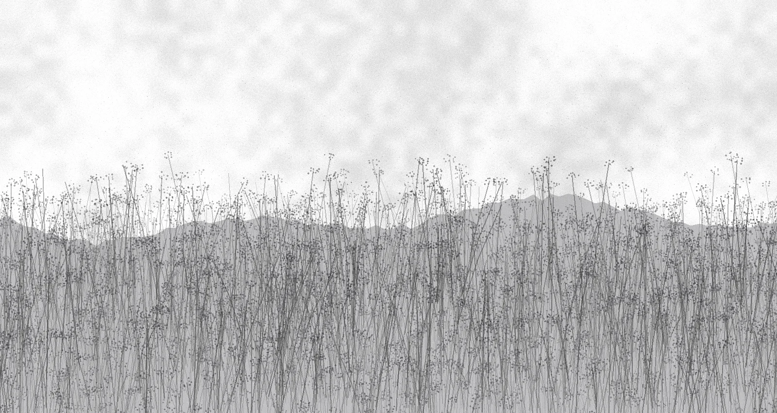 The original Einhar field print, a fine monochrome landscape of seed heads against open sky