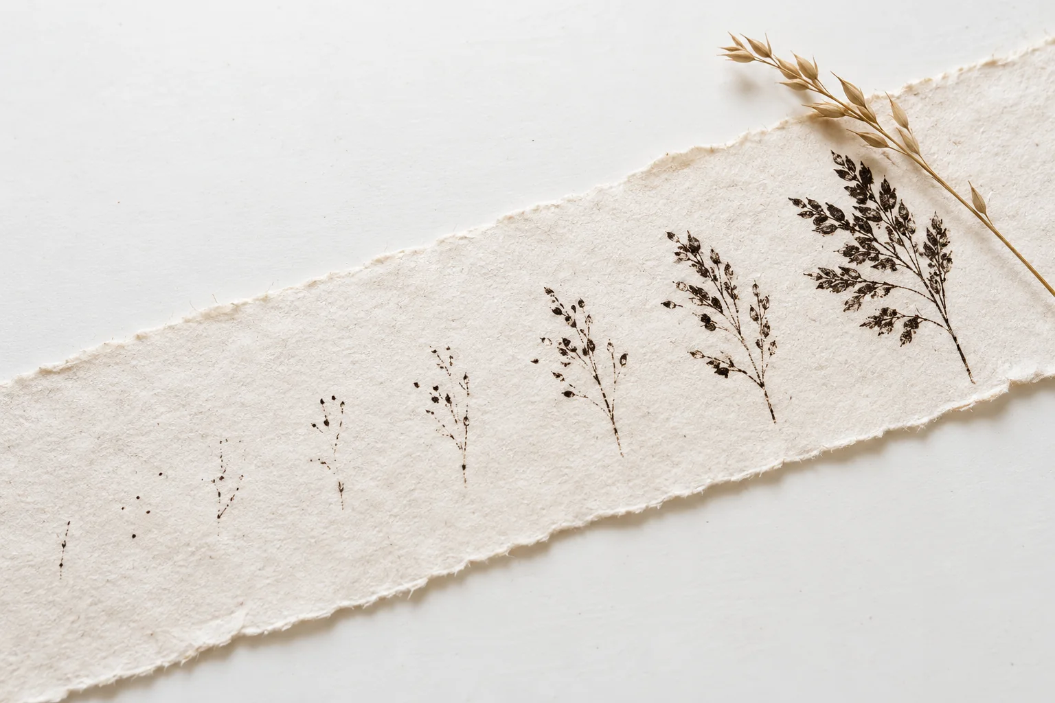 A narrow handmade paper proof where small ink impressions gradually resolve into botanical prints